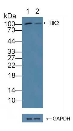12276