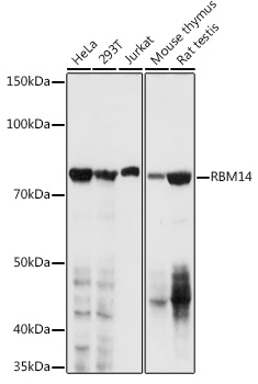 Валидация Elabscience E-AB-92593