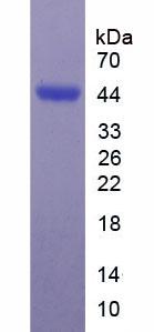46736
