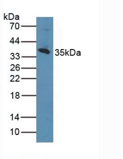 5277
