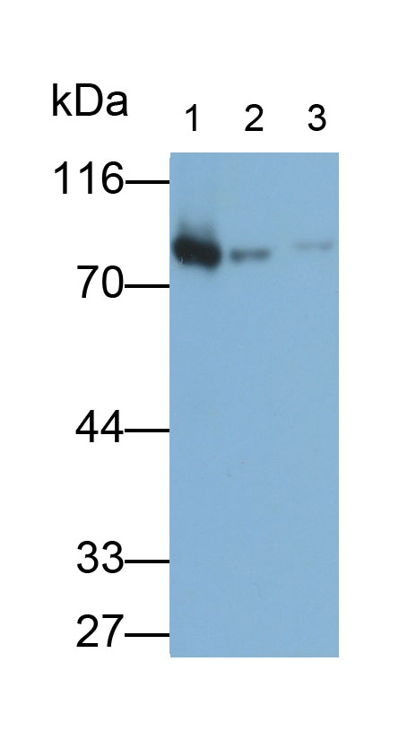 9697