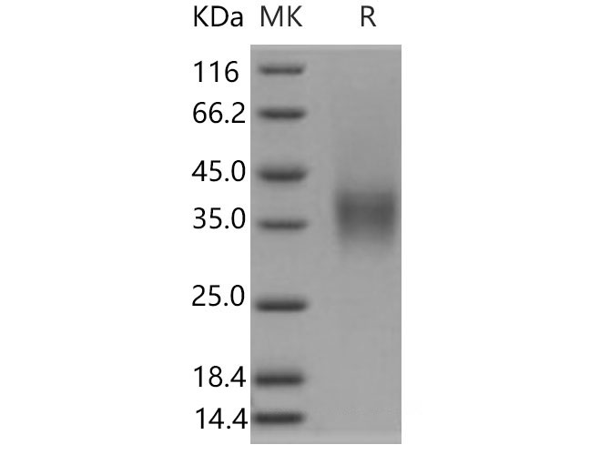 Валидация Elabscience PKSM040891(4843)