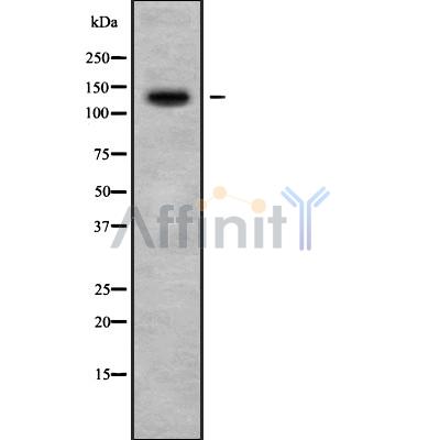 Валидация Affinity DF9169 - 21529