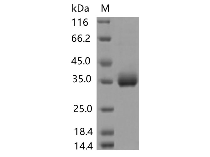 Валидация Elabscience PKSV030454(6176)