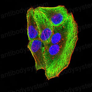 Валидация IF - AntibodySystem RHJ67602