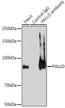 Валидация Elabscience E-AB-90404