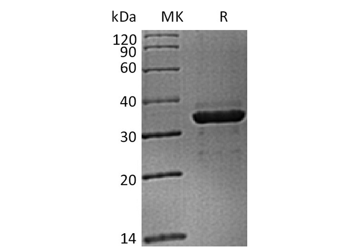 Валидация Elabscience PKSQ050095(5463)