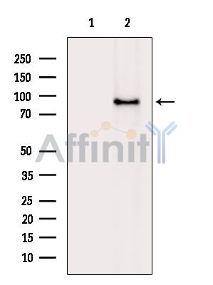Валидация Affinity DF15531 - 11916