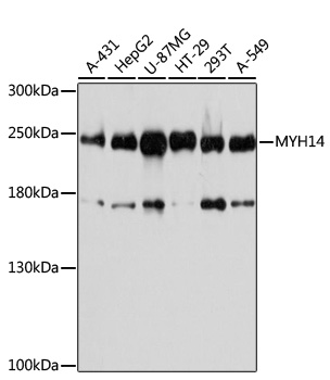 Валидация Elabscience E-AB-92547