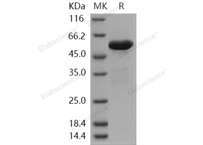 Валидация Elabscience PKSH031063(1858)