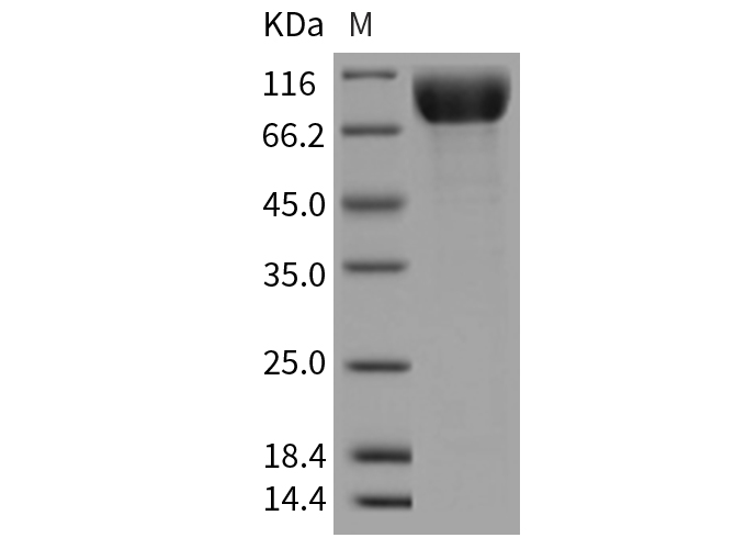 Валидация Elabscience PKSR030167(5533)