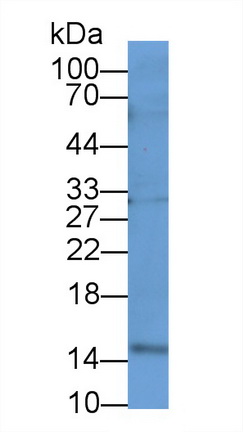 20468