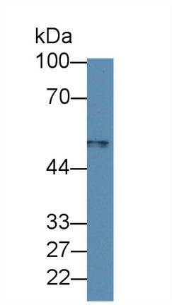 8755
