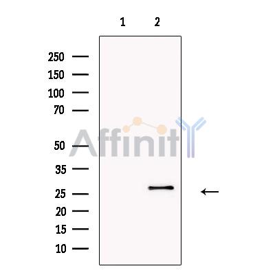 Валидация Affinity DF13404 - 8682