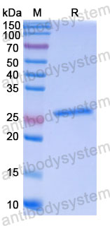 Валидация SDS-PAGE - AntibodySystem VHC08501