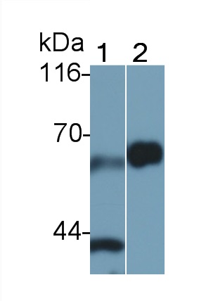 1713