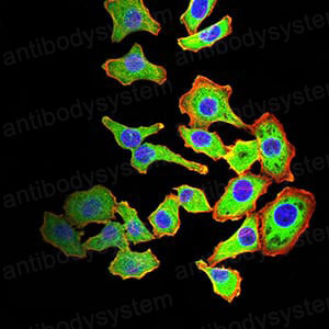 Валидация IF - AntibodySystem RHF75702 (1096)