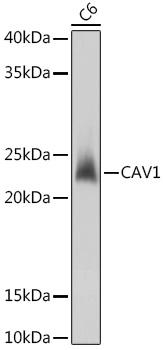 Валидация Elabscience E-AB-66490