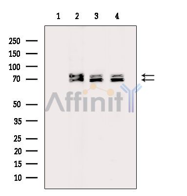 Валидация Affinity DF14699 - 10756