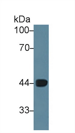 12883