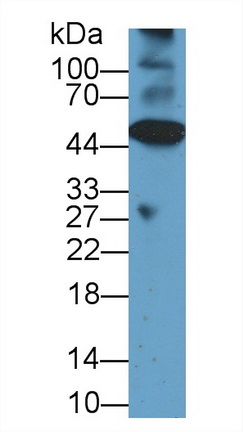 10227