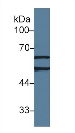 9590