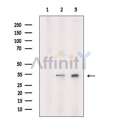 Валидация Affinity DF13355 - 8569