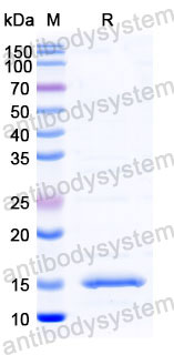 Валидация SDS-PAGE - AntibodySystem RHB89903