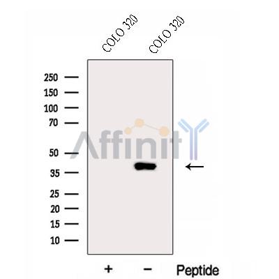 Валидация Affinity DF12983 - 7759