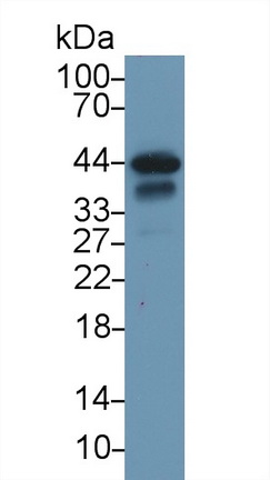 10295