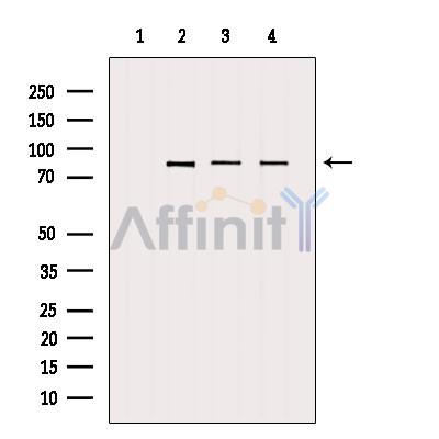 Валидация Affinity DF4455 - 15973