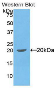 39503