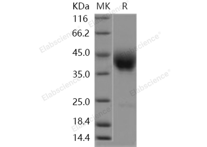 Валидация Elabscience PKSH030960(1779)