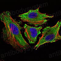 Валидация IF - AntibodySystem RHE34402