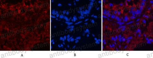 Валидация IF - AntibodySystem RHB95907