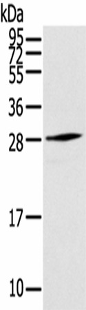 Валидация Elabscience E-AB-17081