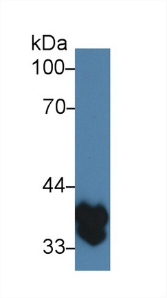 10063