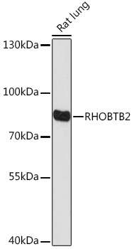 Валидация Elabscience E-AB-92046