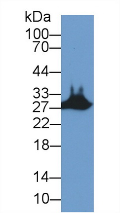 9663