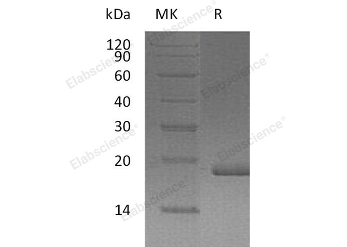 Валидация Elabscience PKSH032432(2909)