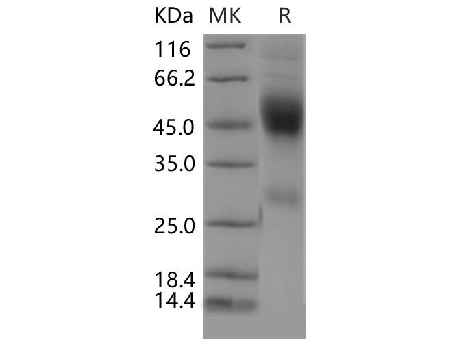 Валидация Elabscience PKSM040456(4453)