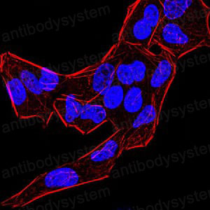 Валидация IF - AntibodySystem RHC94303 (469)