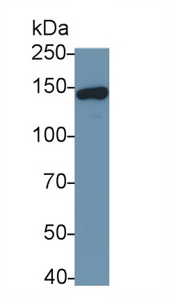23362