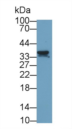 53129