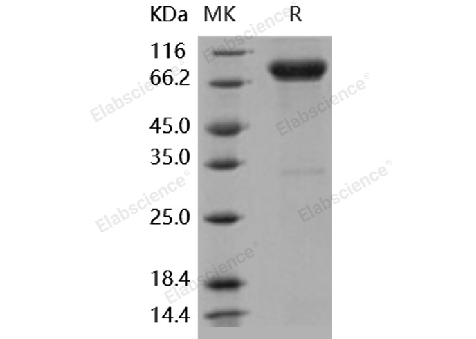 Валидация Elabscience PKSH031796(2429)
