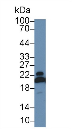 13306
