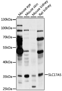 Валидация Elabscience E-AB-91152