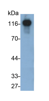 30681