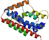Heme Oxygenase 1, Decycling (HO1)