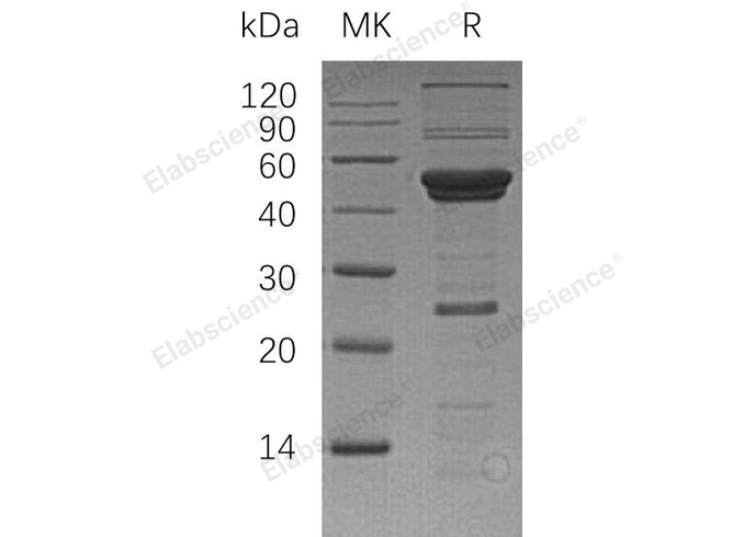 Валидация Elabscience PKSH032099(2645)